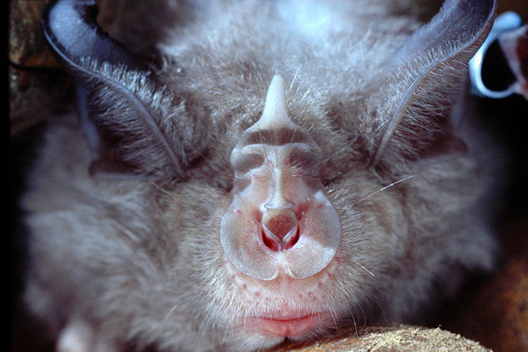 Bat close up