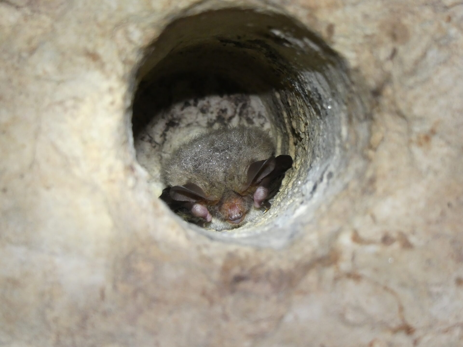 Bechstein's bat covered in water droplets hibernating in a hollow at Beer Quarry Caves.