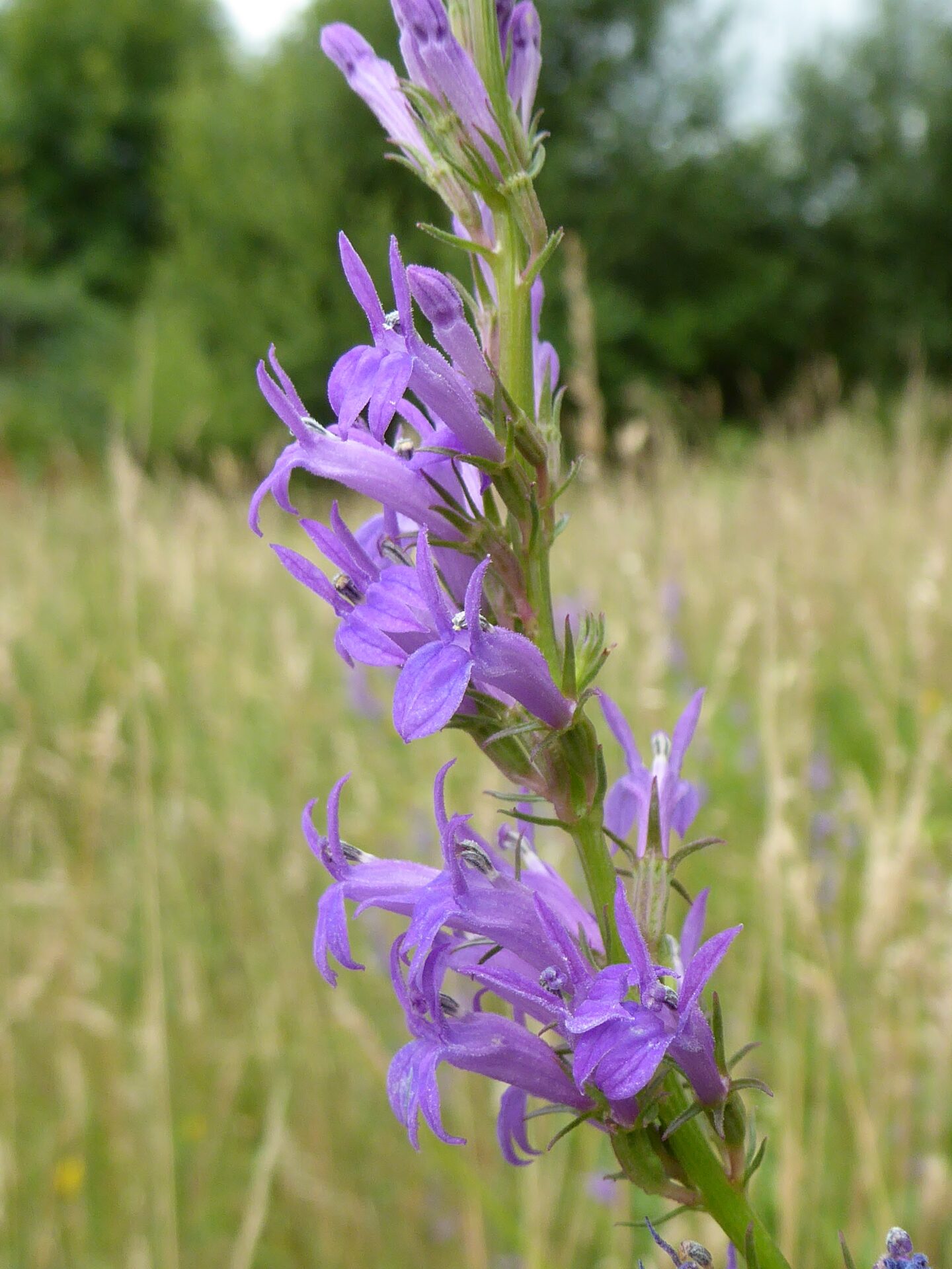Heath Lobelia