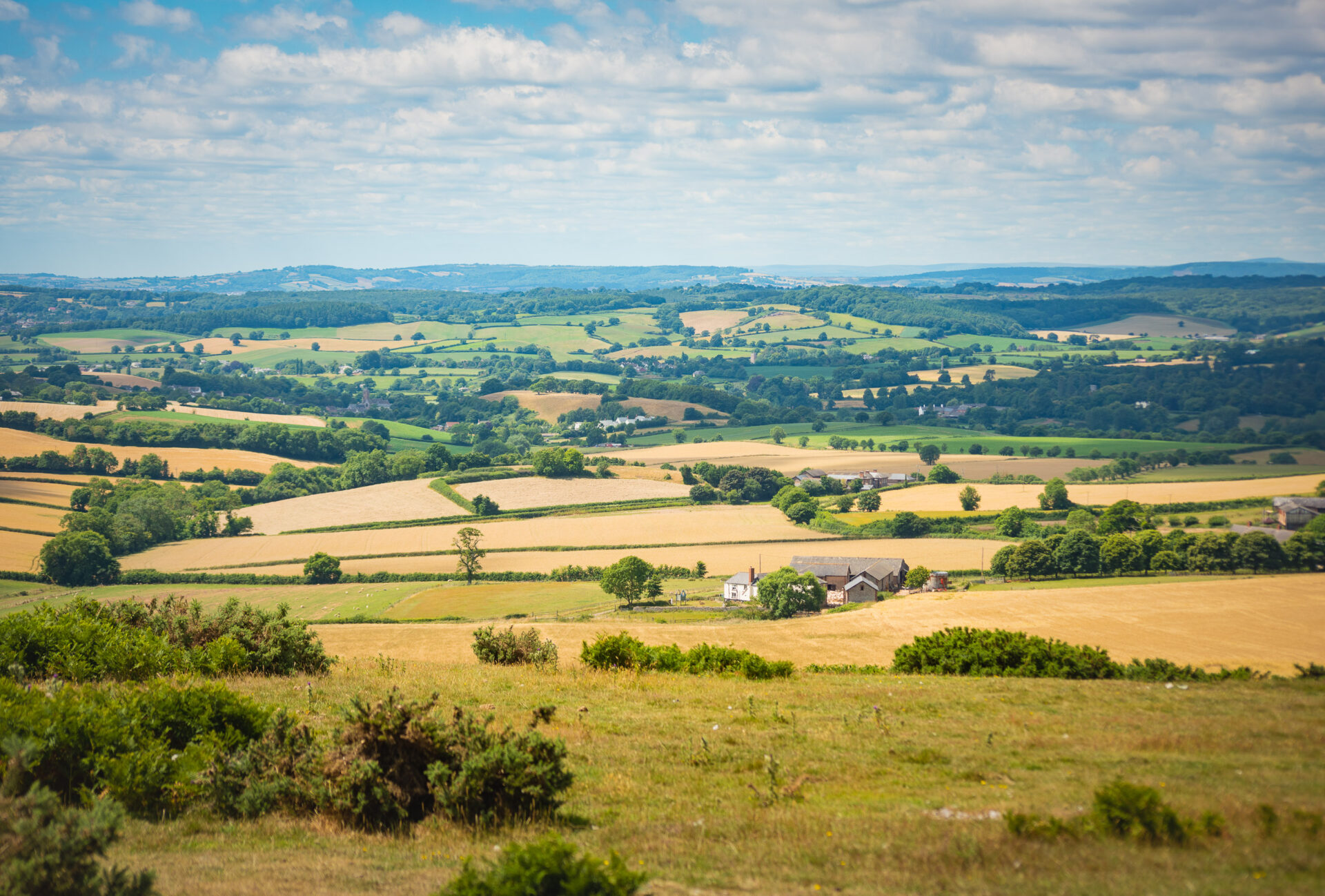 fields in summer looking yellow