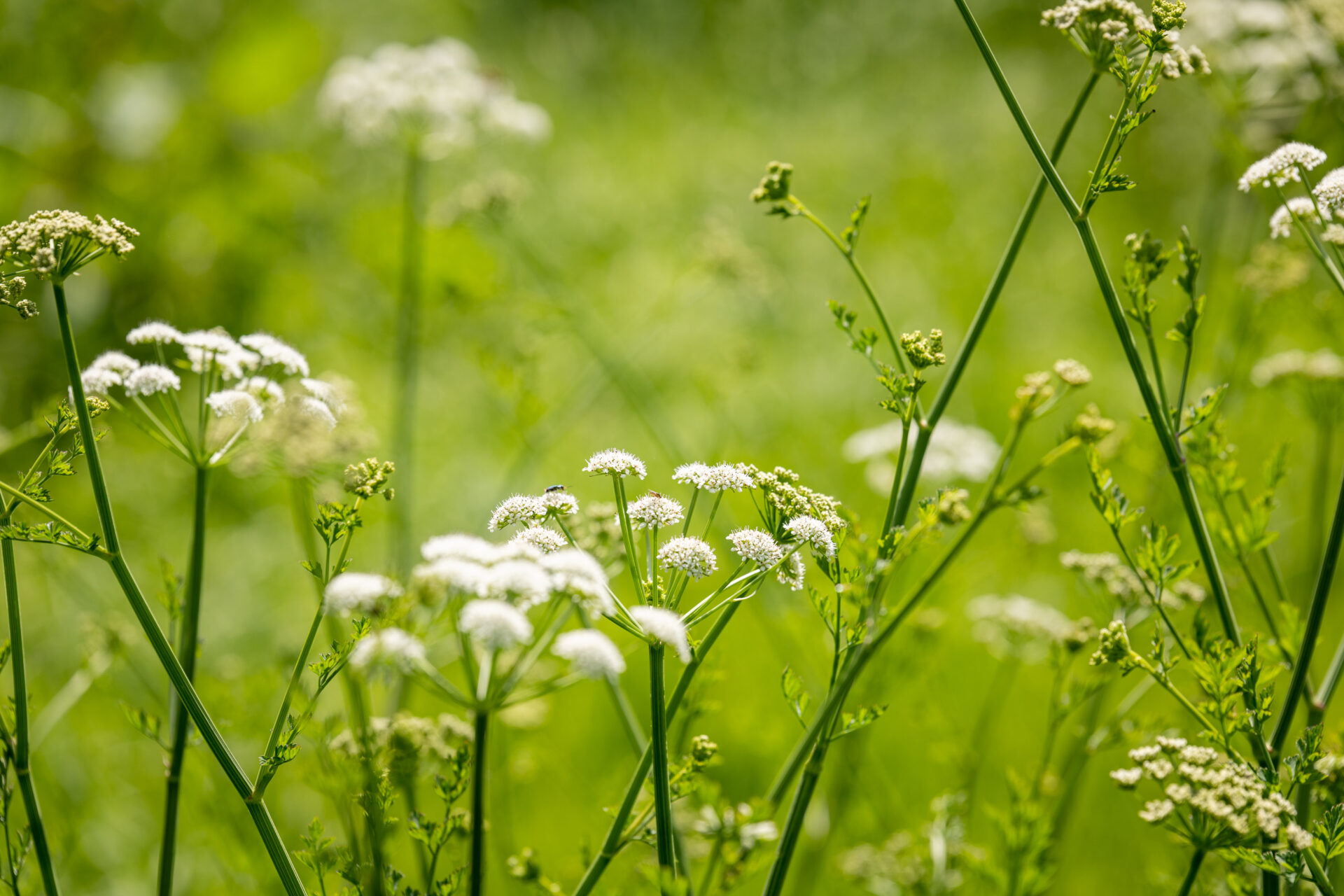 Route Grading Categories