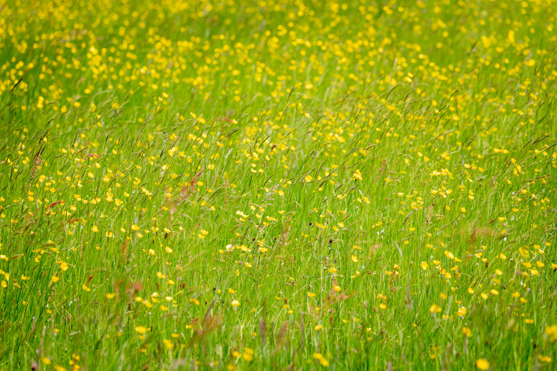 Knapp Copse Local Nature Reserve