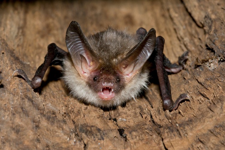 Bechstein’s Bat