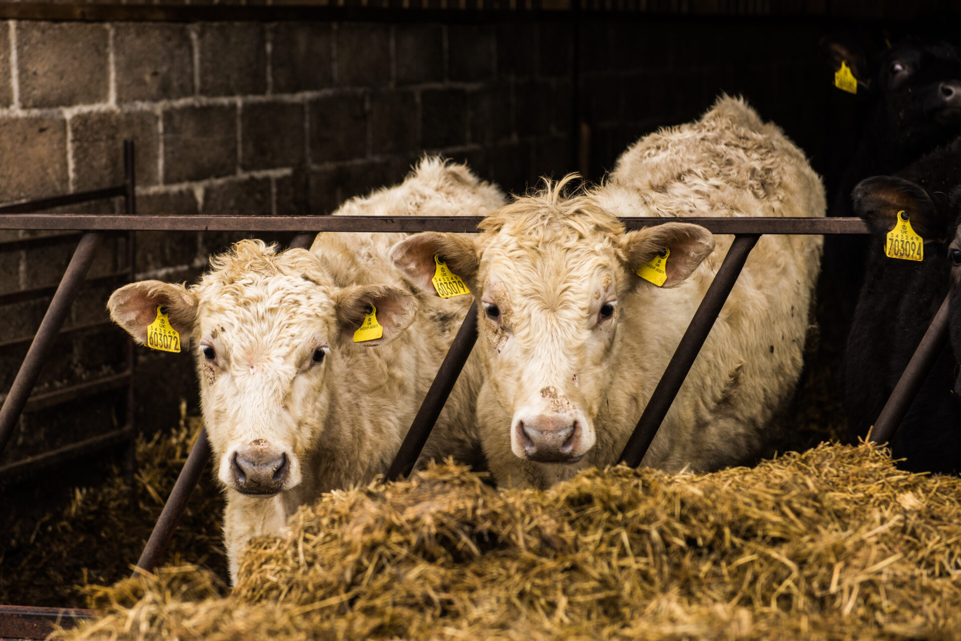 2 young cows looking through farm yard gate