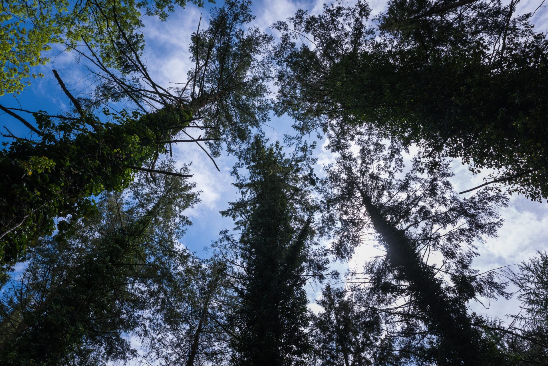 looking up at sky in a woodland
