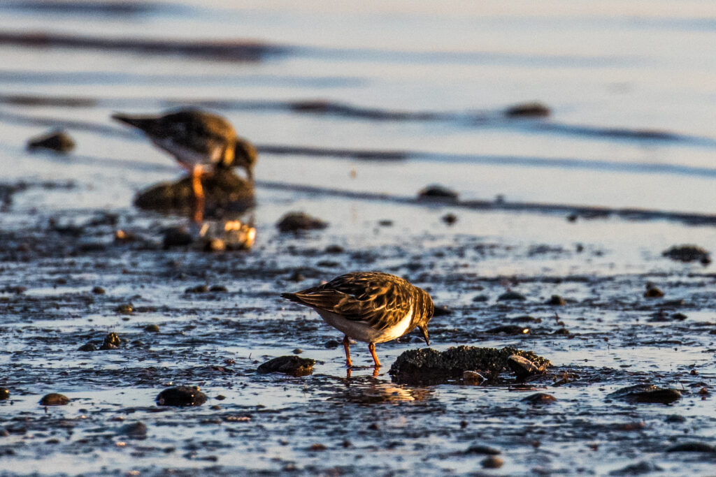 Turnstone birds on an estuary at twilight