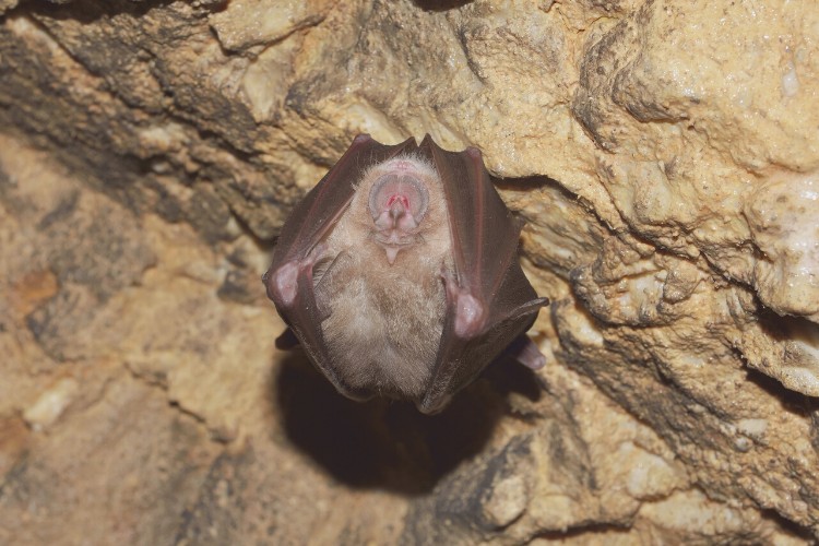 Greater Horseshoe Bat