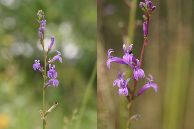 Heath Lobelia a pink flower spike