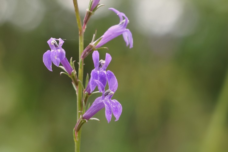 A tall purple flower
