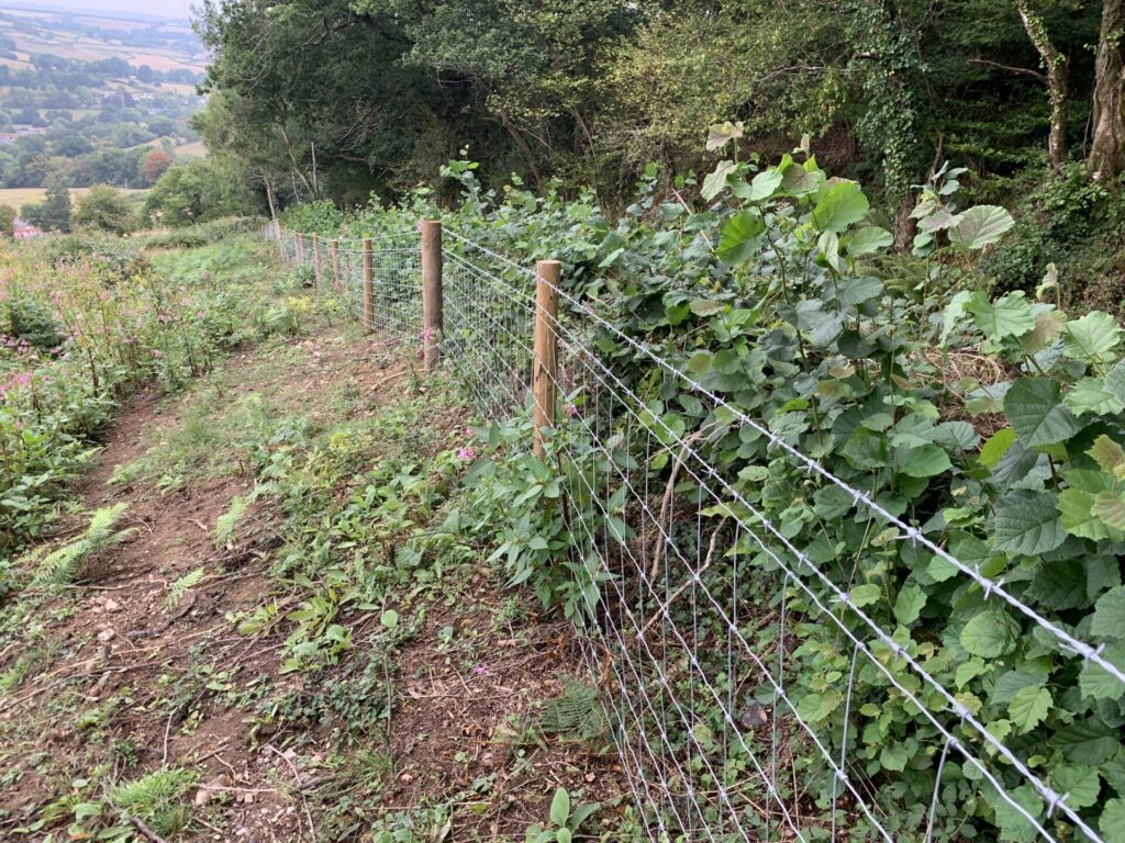 A barb wire fence next to rejuvenating hedge