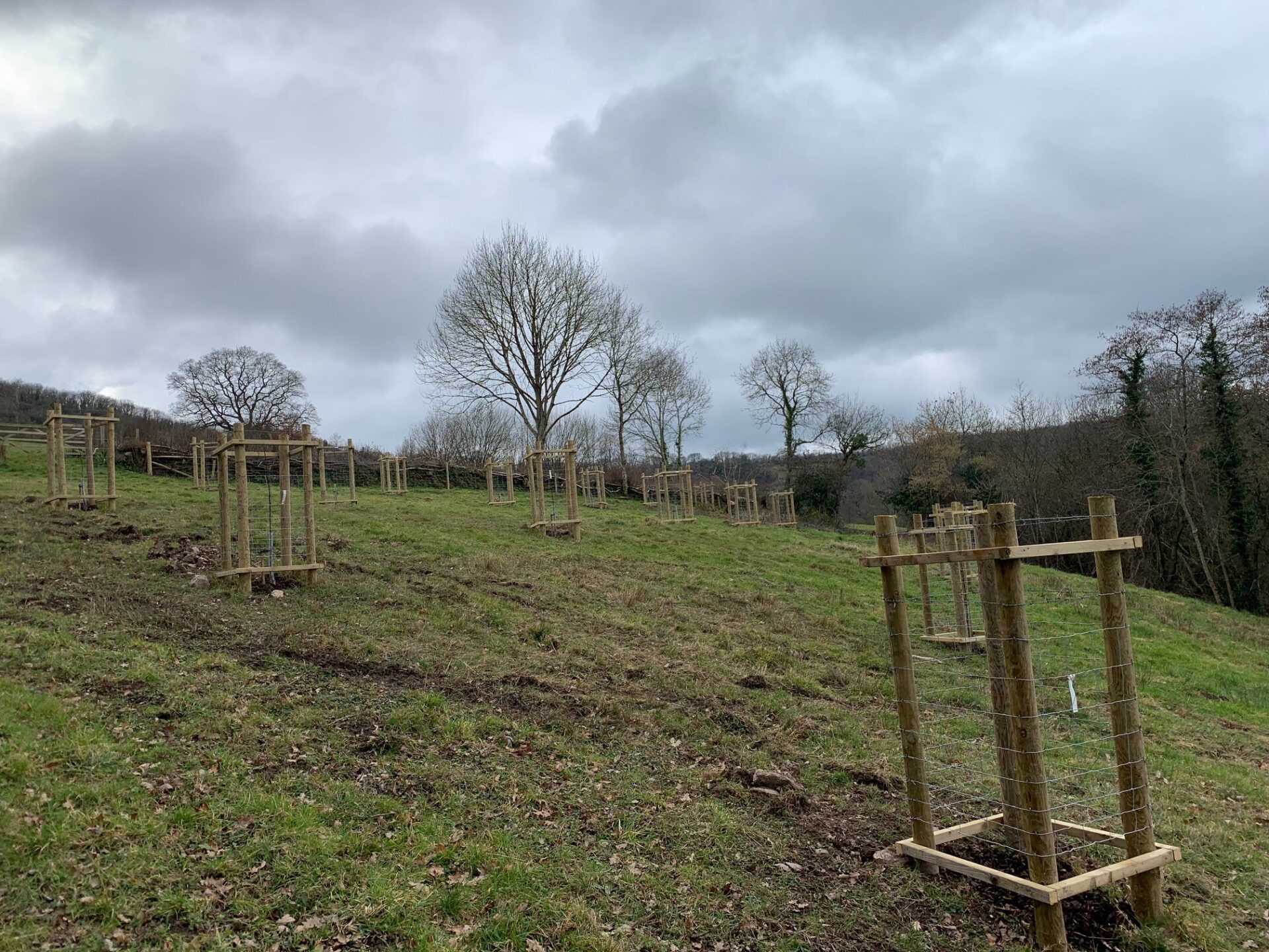 Newly planted trees in field