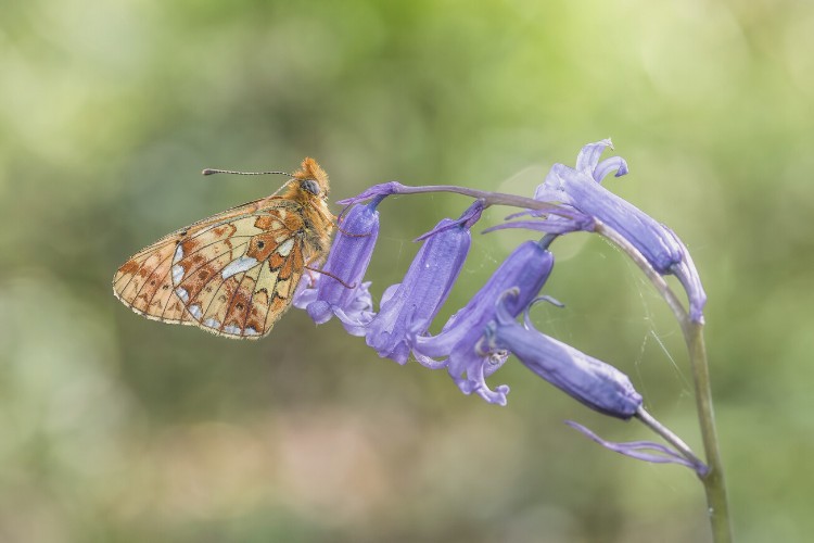 Pearl bordered fritillary on flower