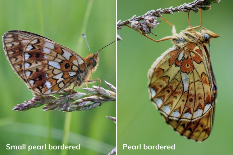 comparison between pearl bordered butterflies