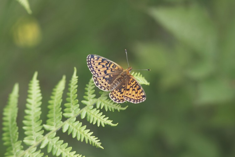 Small pearl bordered fritillary with wings spread out