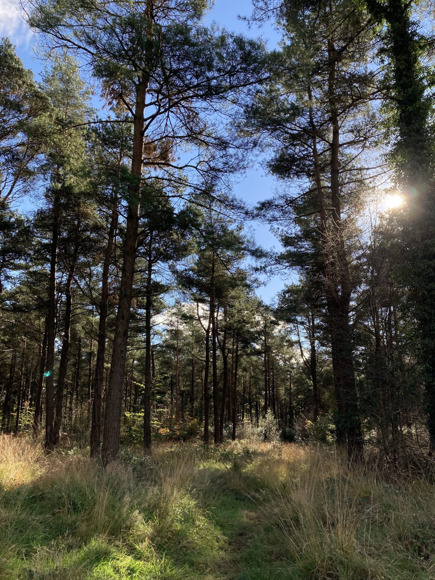 Trinity Hill Local Nature Reserve