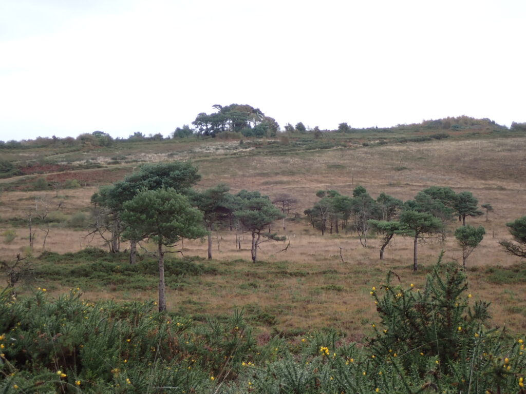 Winter brown heathland view with tall green trees