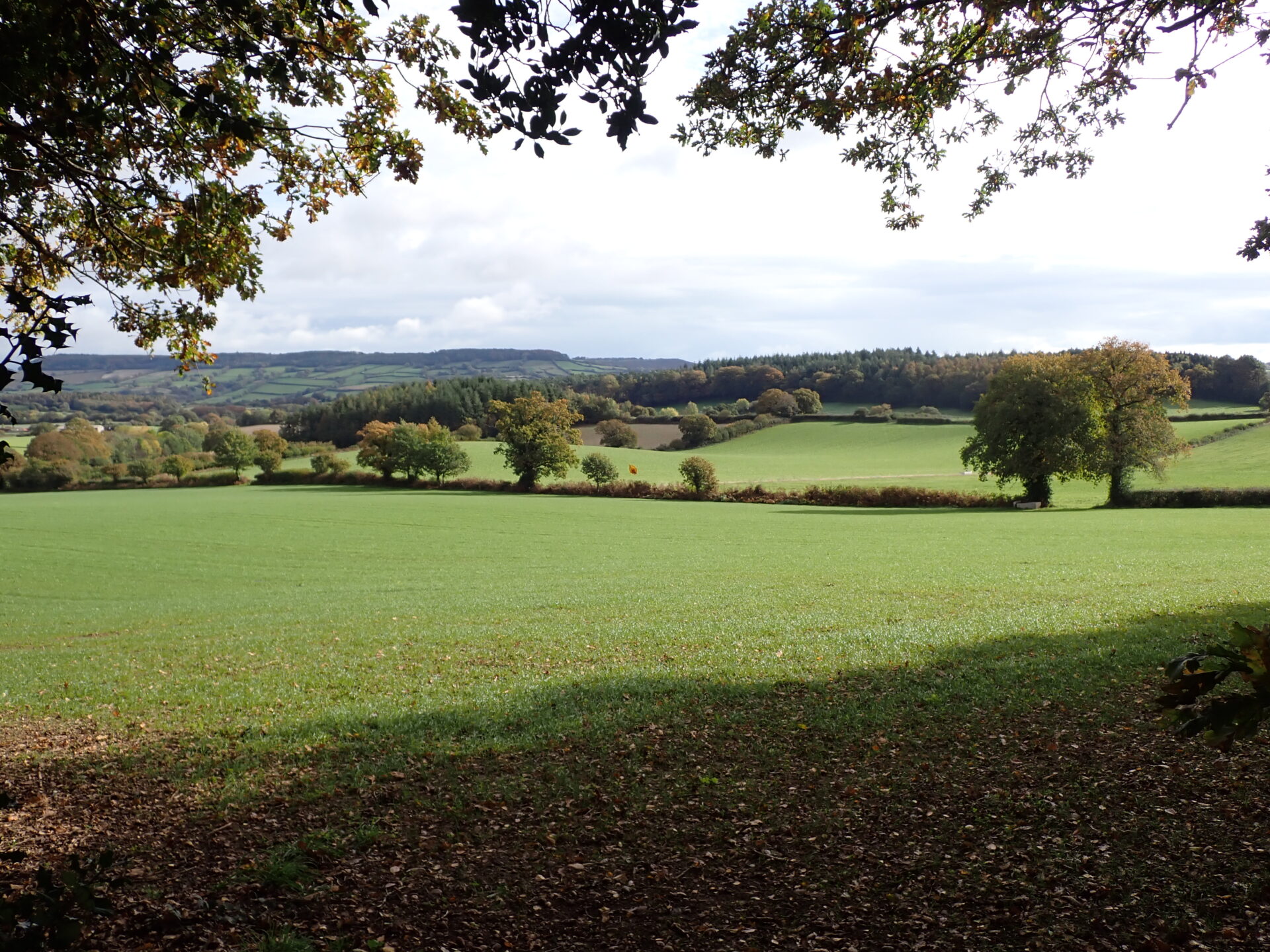 Colaton Raleigh Common Circular