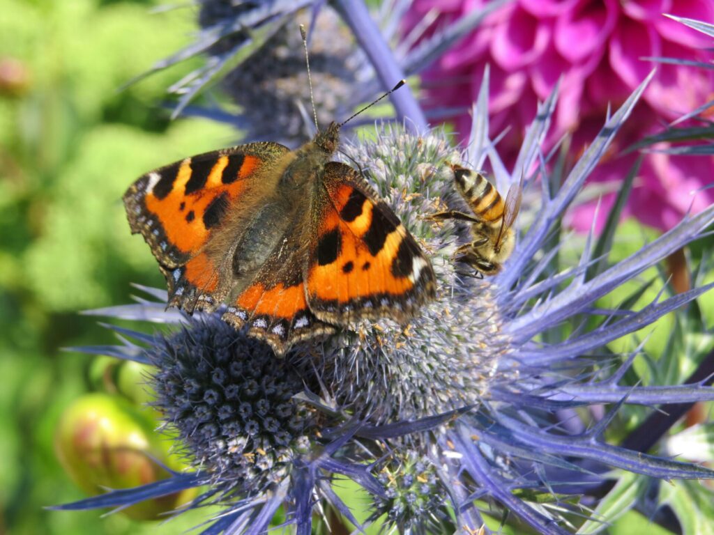 A purple spiky sea holly plant with a orange and black mottled butterfly